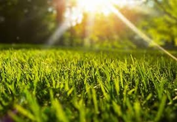 Tyler Merson | Natural Lawn Care Madison, NJ