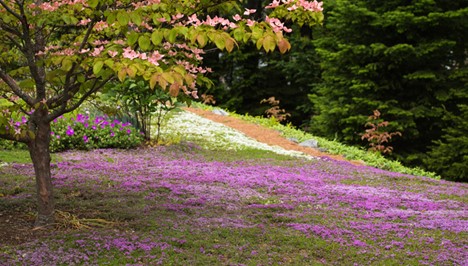 Tyler Merson | Natural Lawn Madison, NJ